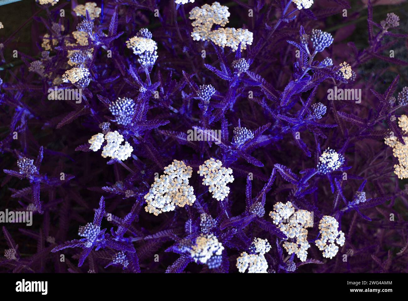 Art photo of beautiful and diverse medicinal white flowers in interesting colors and an unusual palette. Stock Photo
