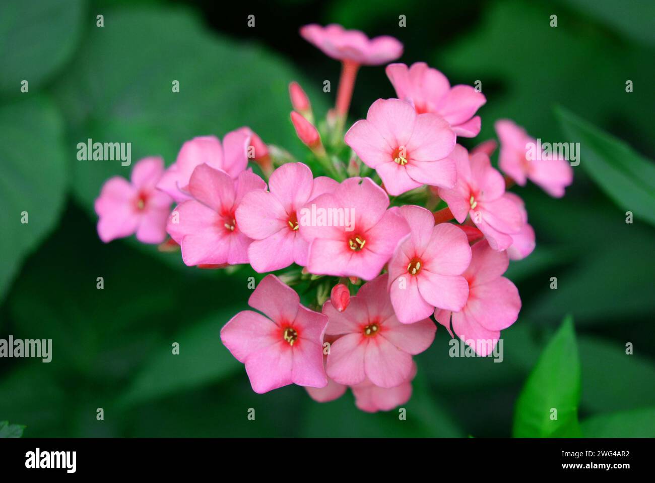 Art photo of beautiful and diverse phlox flowers in interesting colors and an unusual palette. Flowering flower buds flock that grow in the garden. Stock Photo