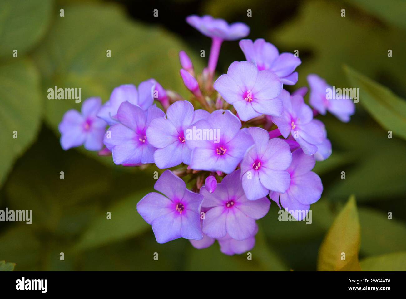 Art photo of beautiful and diverse phlox flowers in interesting colors and an unusual palette. Flowering flower buds flock that grow in the garden. Stock Photo