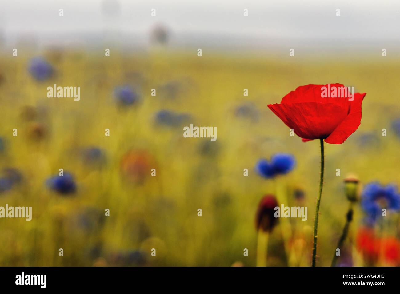 Bluhende wiesen felder hi-res stock photography and images - Alamy Bluhende wiesen felder hi-res stock photography and images - Alamy