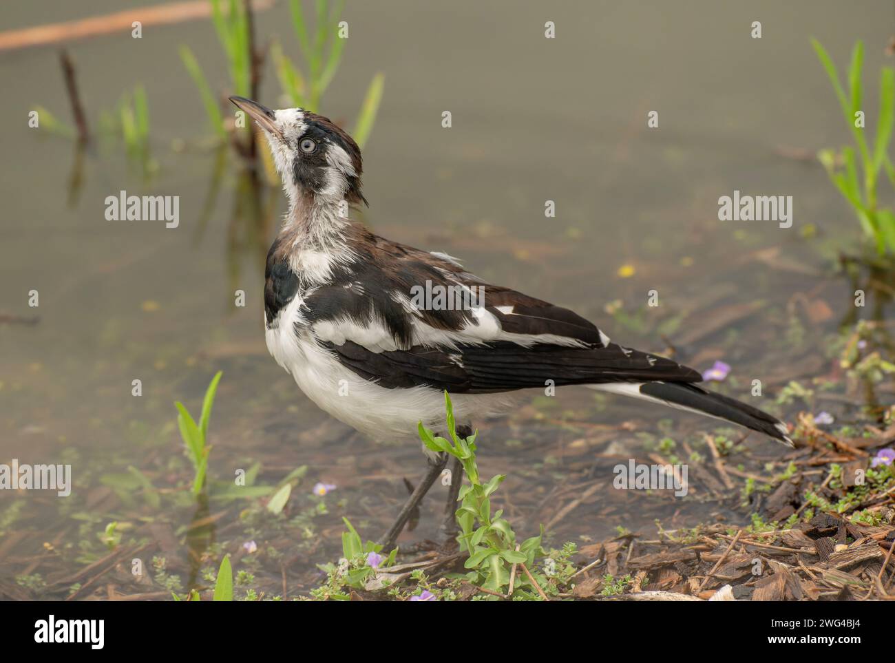 Magpie-lark, Grallina cyanoleuca, feeding by lake, Adelaide. Stock Photo