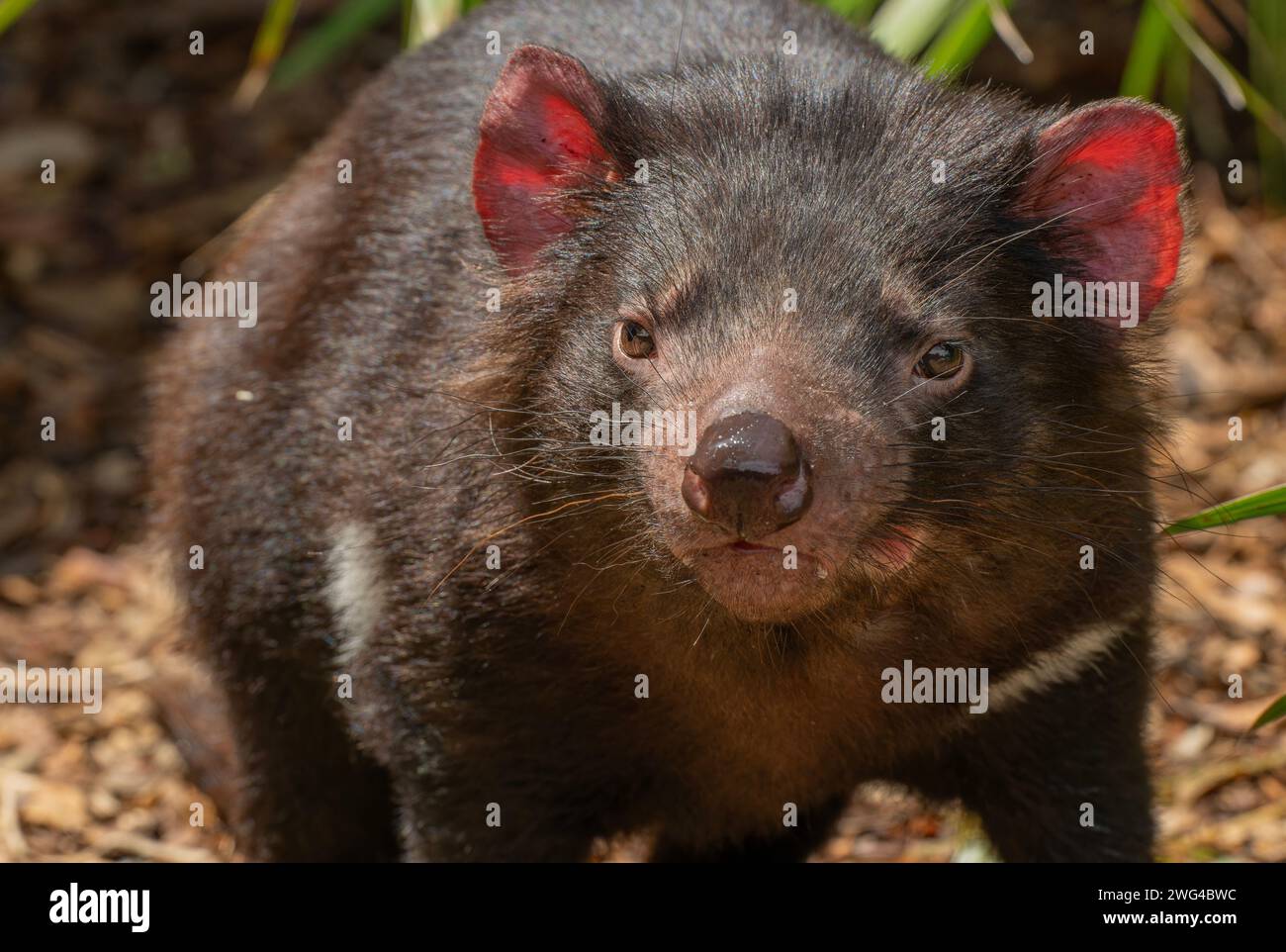 Tasmanian devil, Sarcophilus harrisii, resting in midday heat. Tasmania. Stock Photo