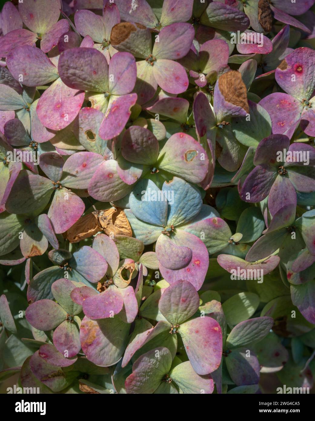Detail closeup view of beautiful wilting hydrangea macrophylla blue and pink flowers in natural outdoor setting Stock Photo
