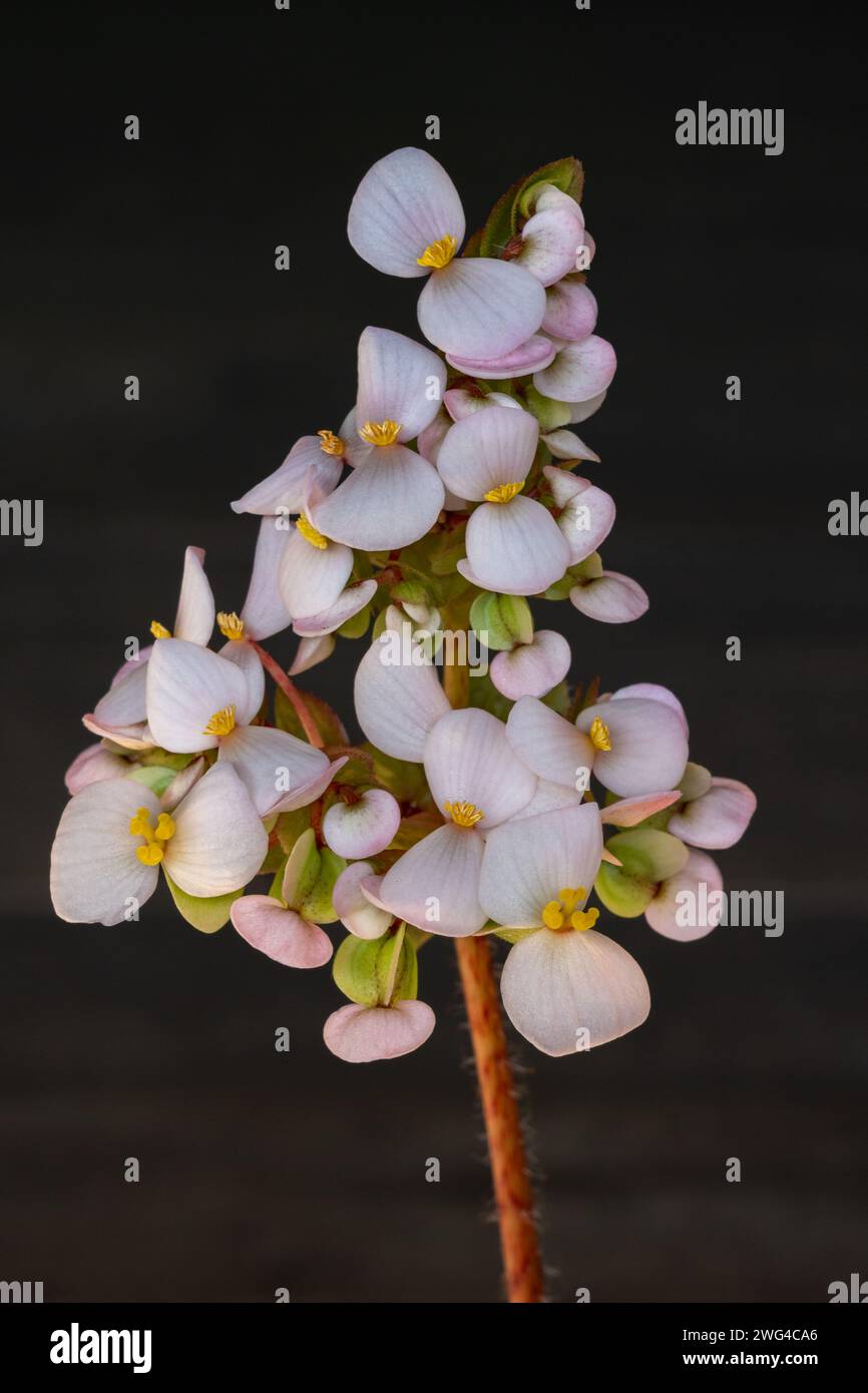 Closeup view of delicate begonia heracleifolia aka star leaf begonia white and pink flowers isolated on dark wooden background Stock Photo