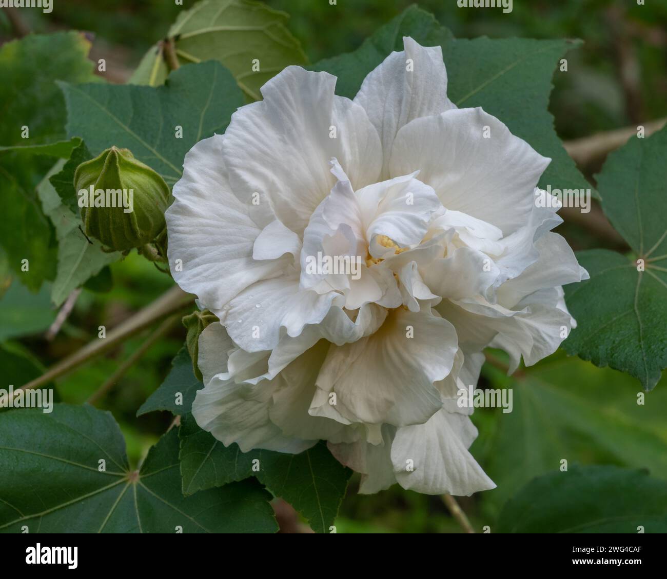Closeup view of beautiful white hibiscus mutabilis aka Confederate rose or Dixie rosemallow flower and bud in garden outdoors on natural background Stock Photo