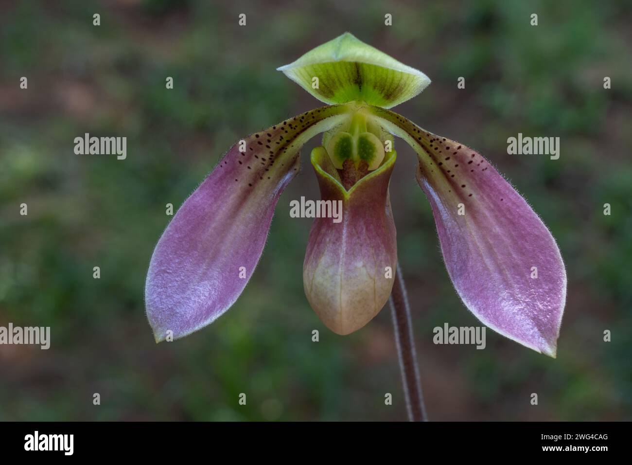 Closeup front view of green and purple lady slipper orchid species paphiopedilum appletonianum var. hainanense flower isolated outdoors Stock Photo