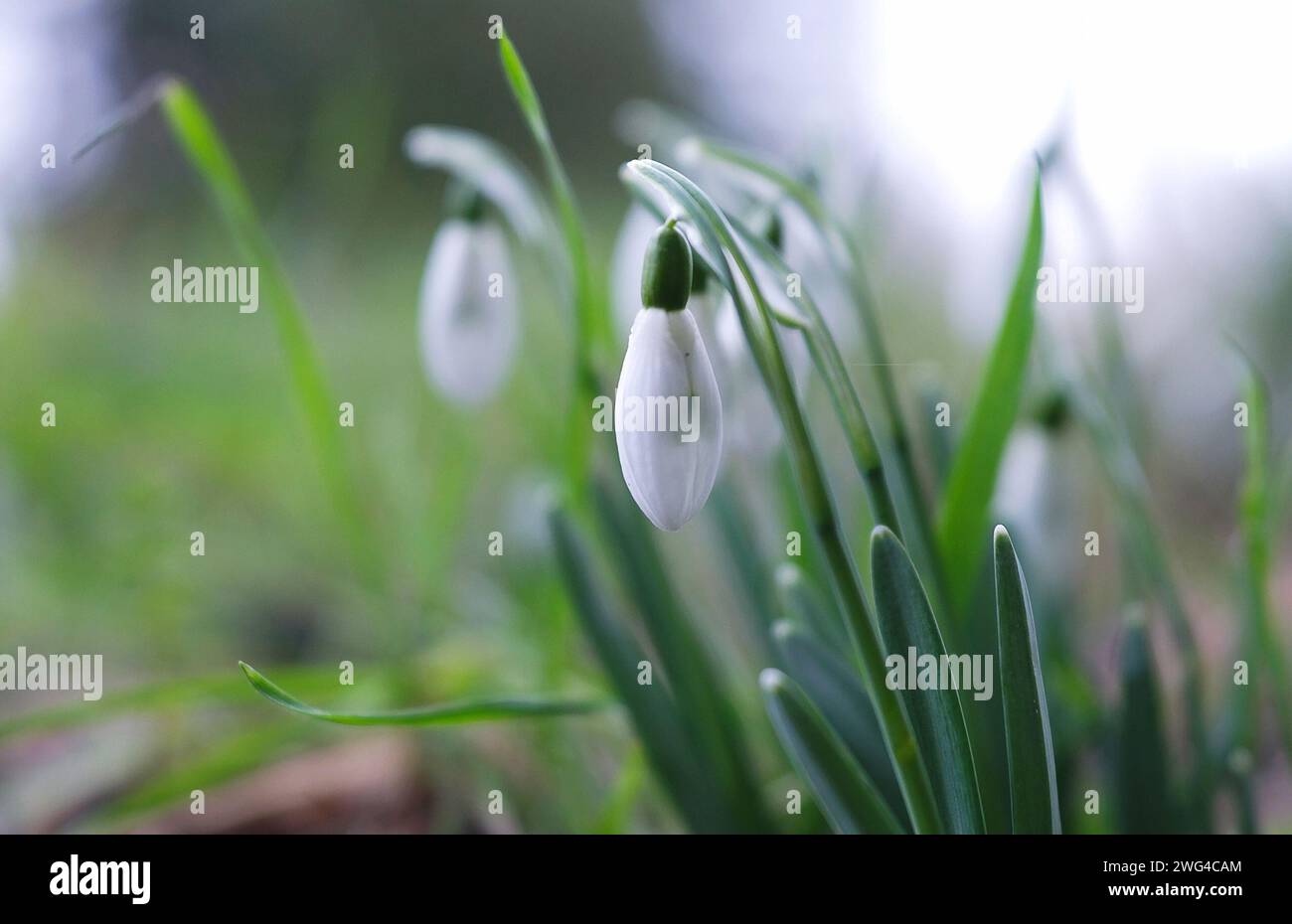 03 February 2024, Saxony, Leipzig: Snowdrops (Galanthus) in full bloom in a front garden. Meteorologists are expecting mild but cloudy weather over the next few days. Photo: Sebastian Willnow/dpa Stock Photo