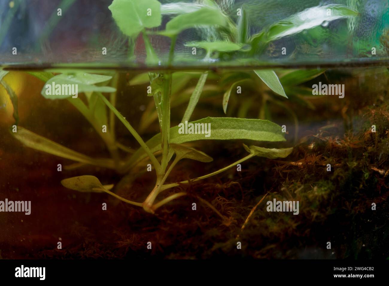 A closeup of an aquatic plant submerged in water with leaves peeking