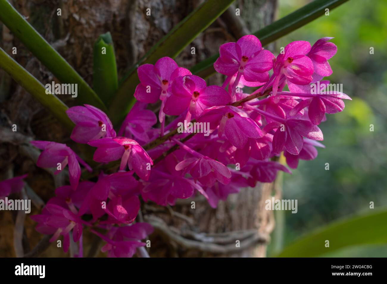 Closeup view of bright purple pink ascocentrum ampullaceum epiphytic orchid species flowers blooming outdoors on natural background Stock Photo