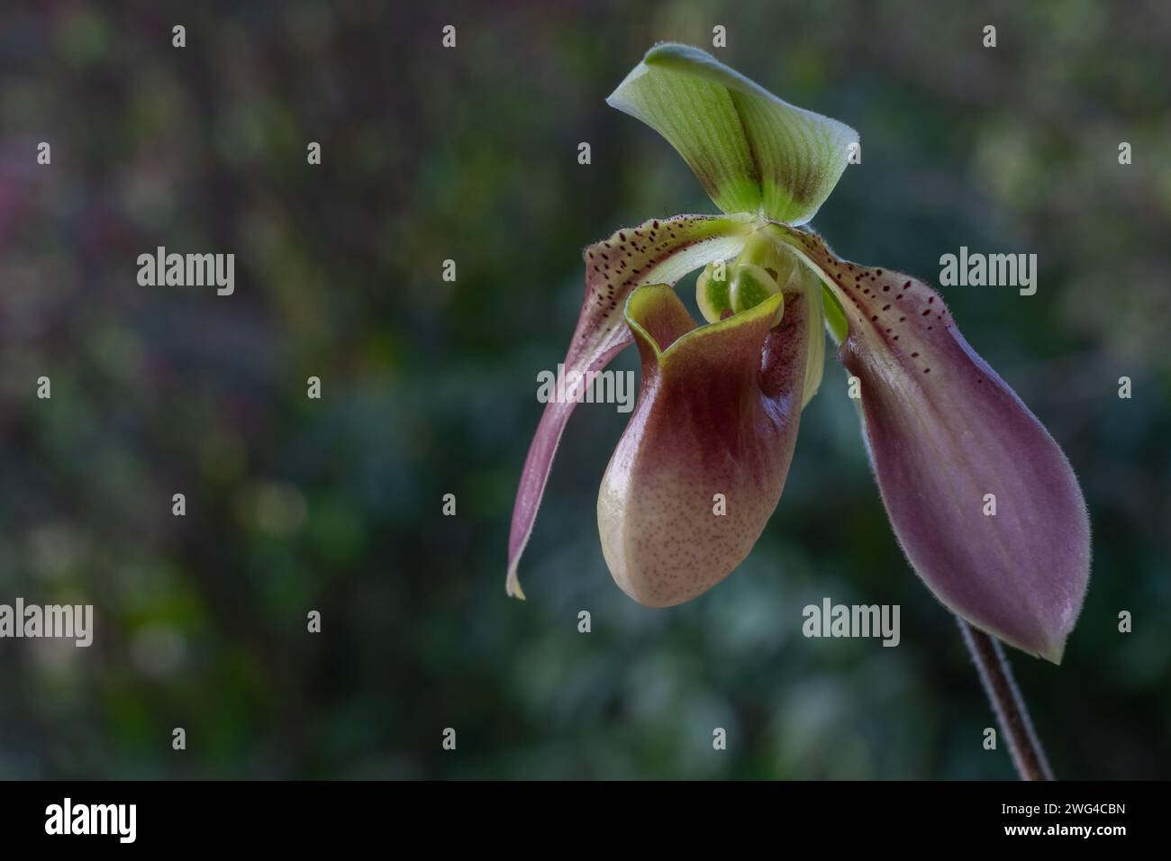 Closeup view of purple red and green flower of lady slipper orchid species paphiopedilum appletonianum var. hainanense isolated on natural background Stock Photo
