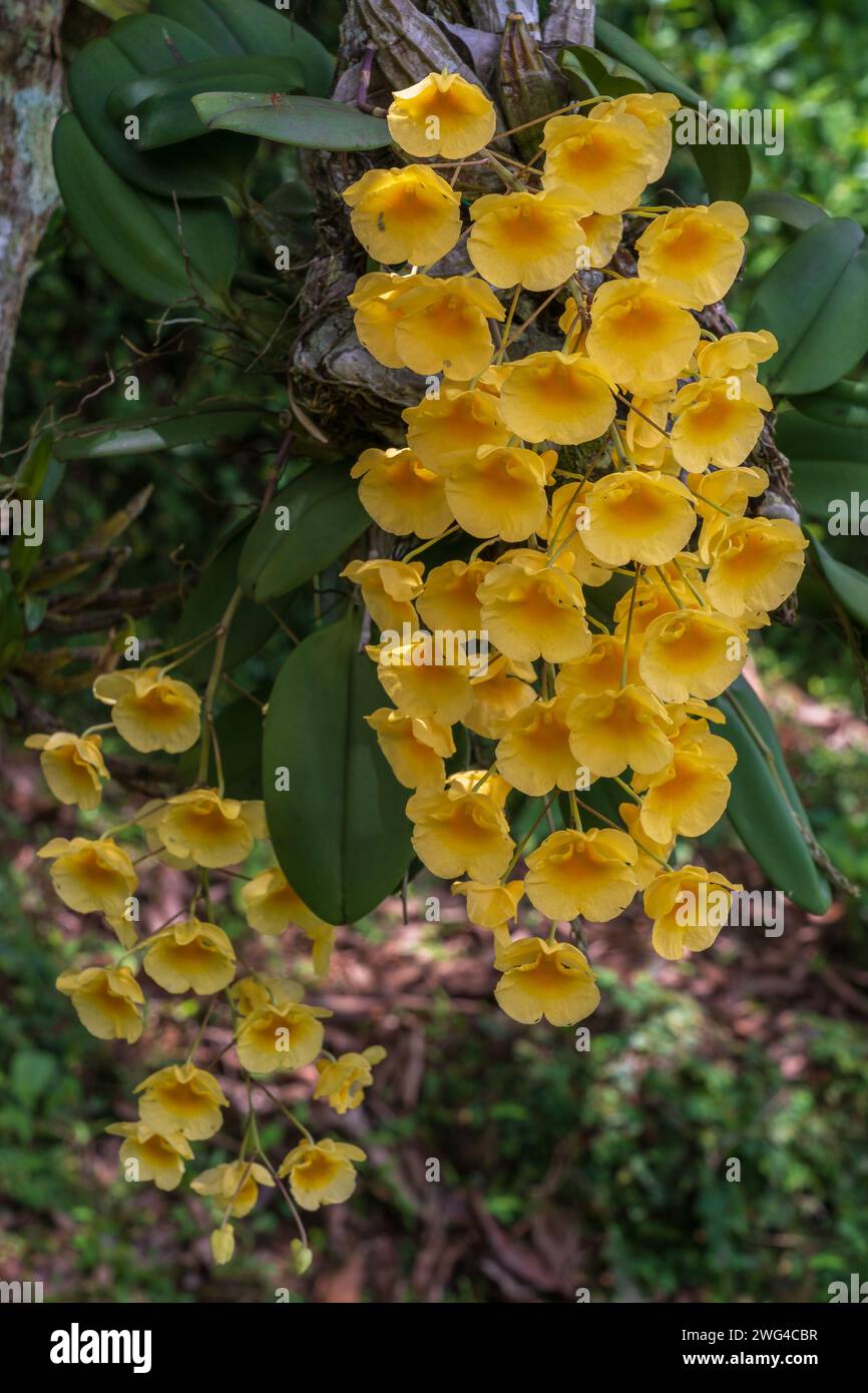 Closeup view of yellow and orange flowers of tropical epiphytic orchid species dendrobium jenkinsii blooming outdoors isolated on natural background Stock Photo