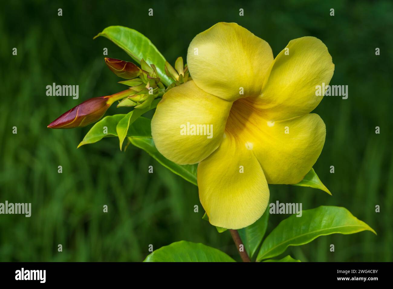 Closeup view of yellow flower of tropical shrub allamanda cathartica aka golden trumpet or common trumpet vine blooming outdoors on natural background Stock Photo