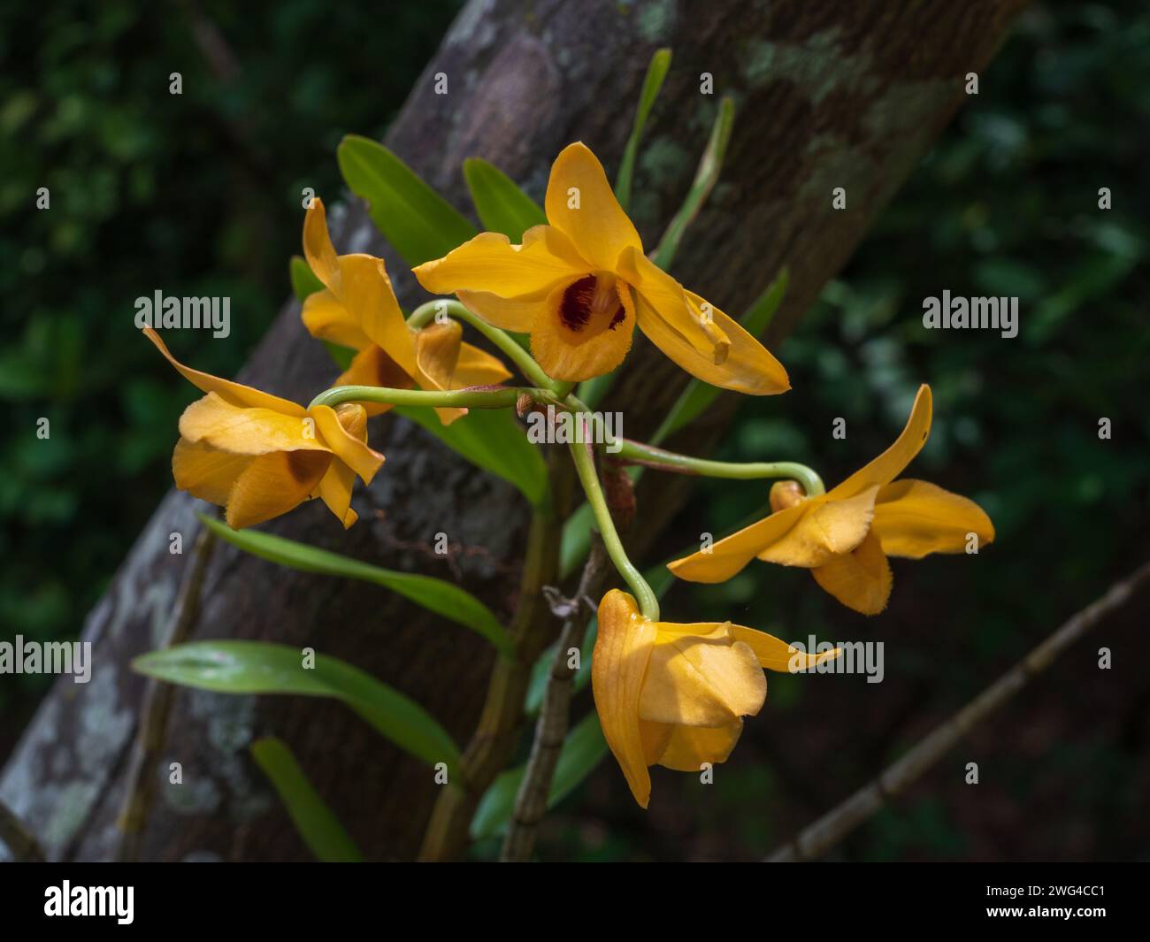 Closeup view of epiphytic tropical orchid species dendrobium moschatum bright yellow and dark red flowers isolated outdoors on dark natural background Stock Photo