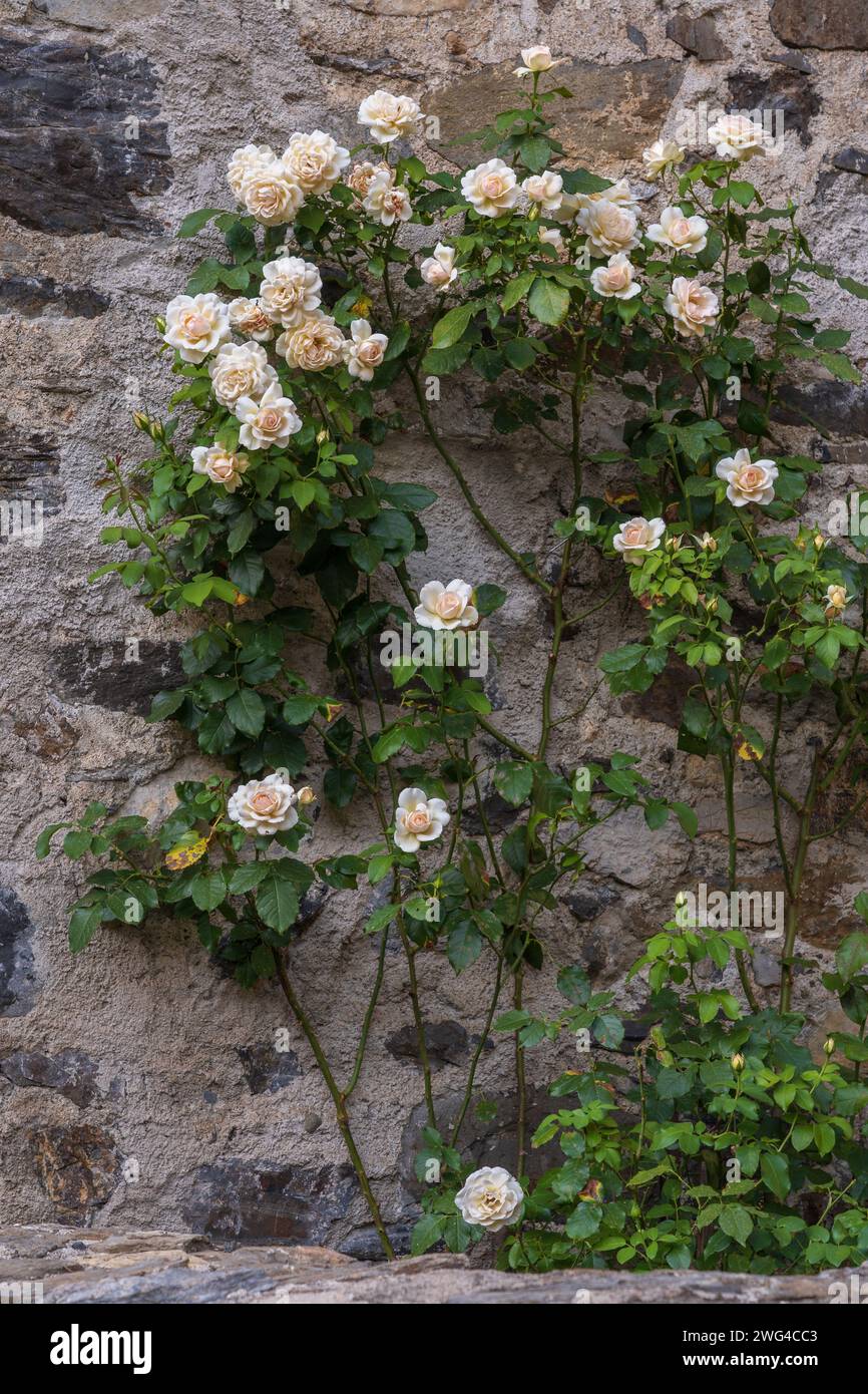 Beautiful climbing rose tree with creamy peach flowers blooming on ancient stone wall Stock Photo