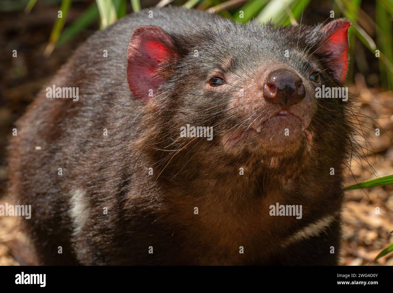 Tasmanian devil, Sarcophilus harrisii, resting in midday heat. Tasmania. Stock Photo