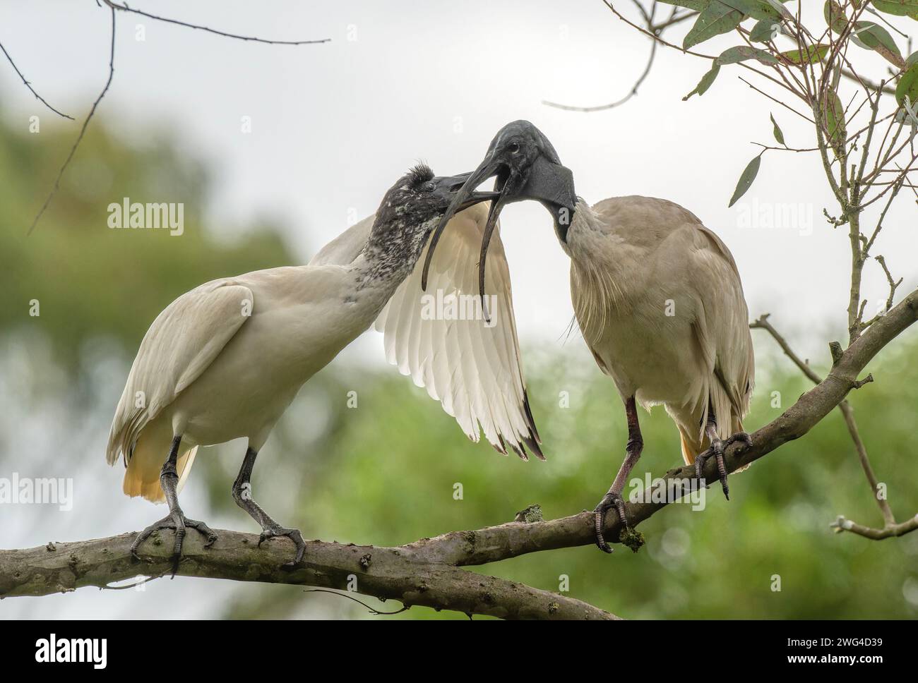 Two Australian white ibis, Threskiornis molucca, interacting on tree branch. Stock Photo