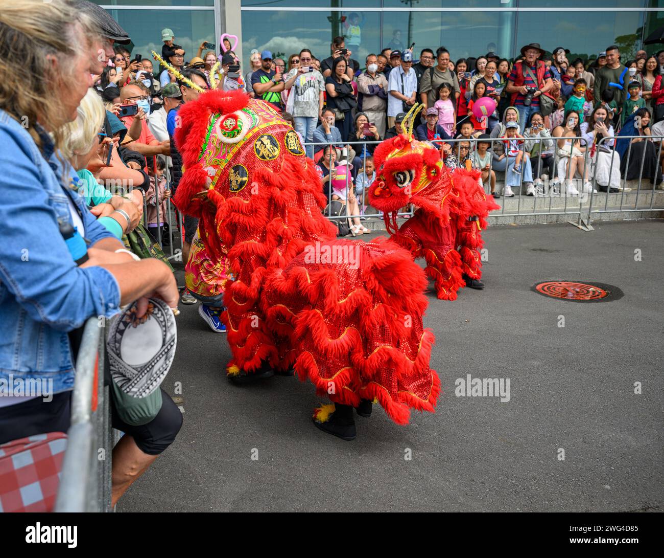 Auckland, New Zealand - Feb 03 2024: Crowds cheer lion dancers. Chinese ...