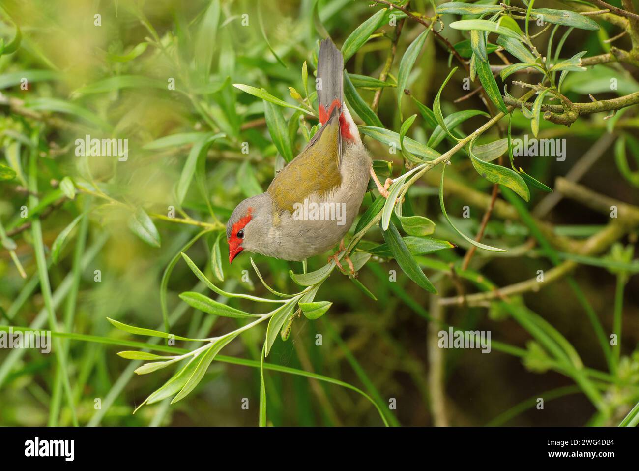 Red-browed finch, Neochmia temporalis, feeding on branch. Stock Photo