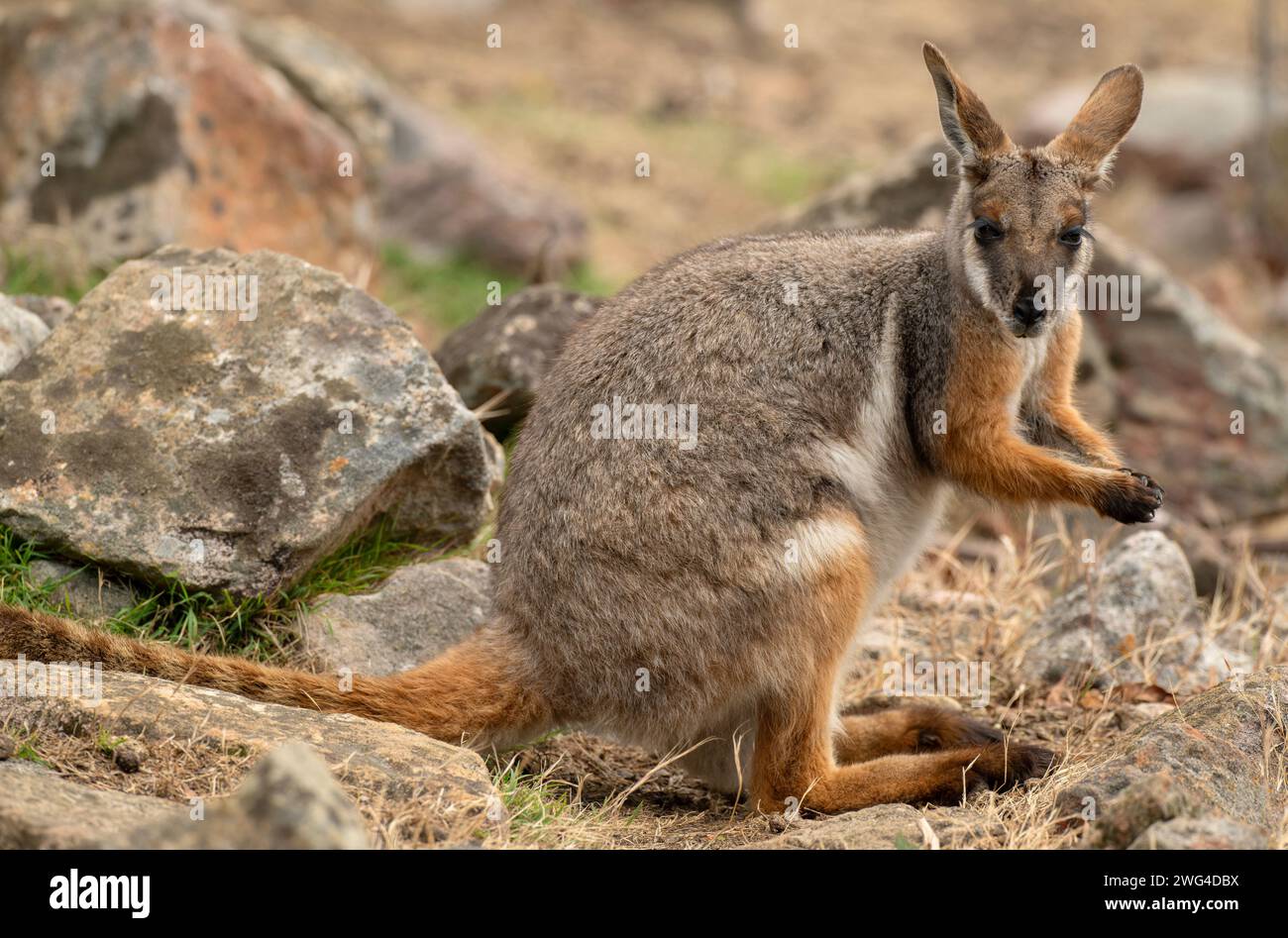 Yellow-footed rock-wallaby, Petrogale xanthopus, on rocky slope in South Australia. Endangered. Stock Photo