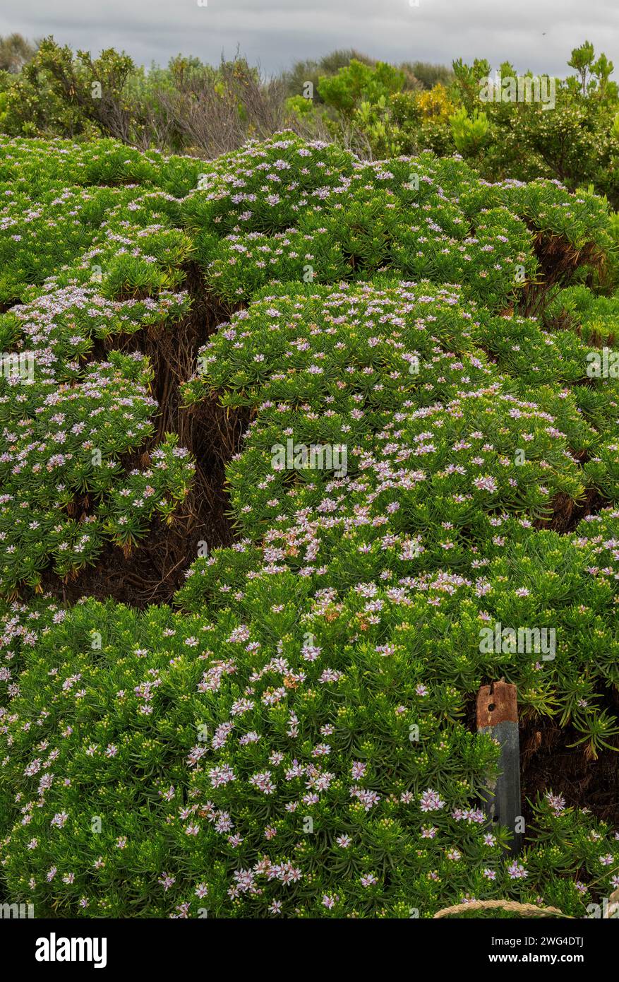 Sticky daisy-bush, Olearia glutinosa, on the cliffs above the Twelve Apostles, Victoria. Stock Photo