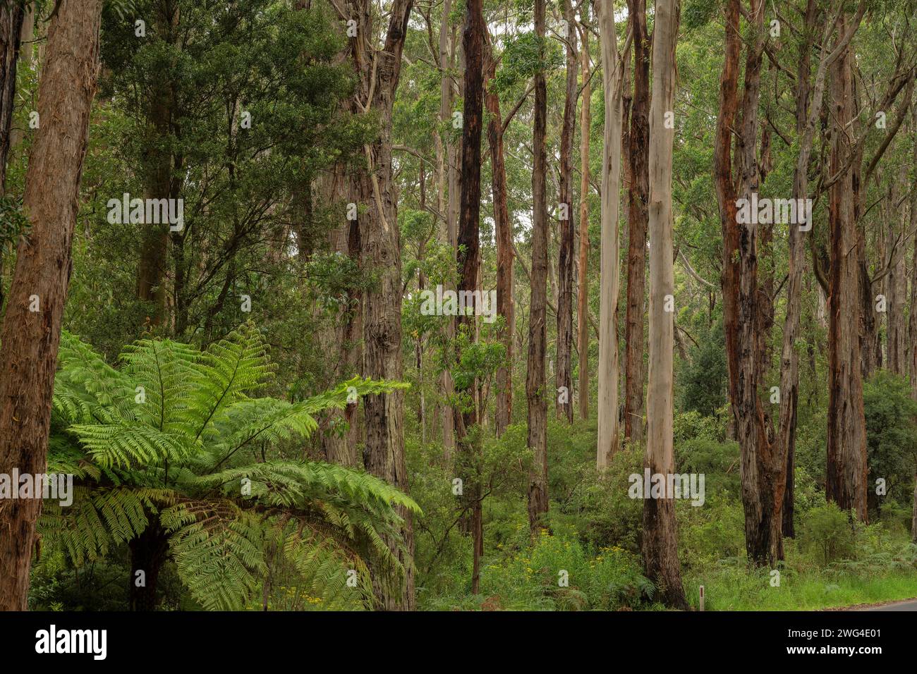 Mixed Eucalyptus forest in in Port Campbell National Park, Great Ocean Road, Victoria, Australia.  Good Koala feeding area. Stock Photo