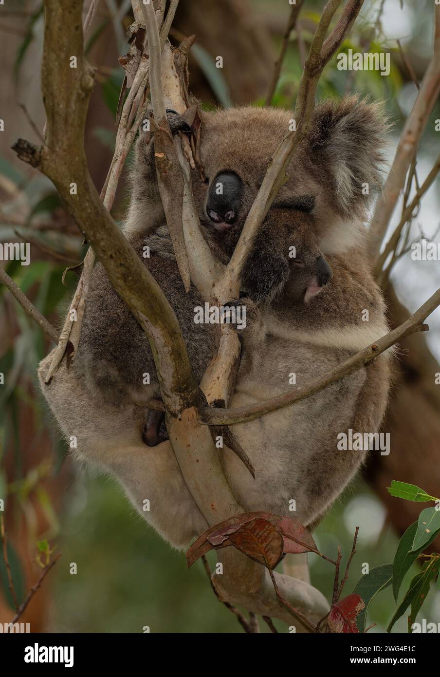 Koala, Phascolarctos cinereus, female with young, settled in Eucalyptus tree. Victoria, Australia. Stock Photo