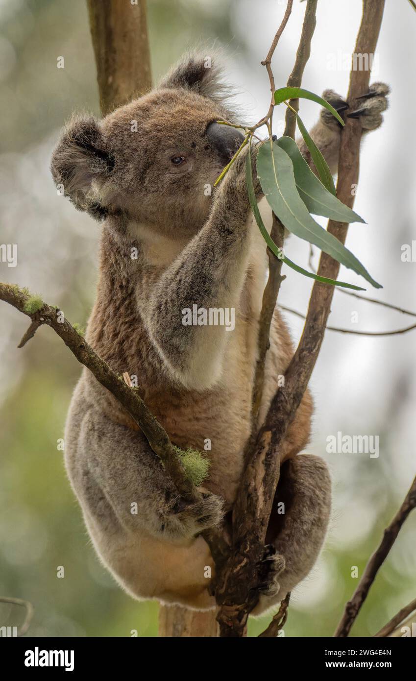 Koala, Phascolarctos cinereus, female with young, settled in Eucalyptus tree. Victoria, Australia. Stock Photo