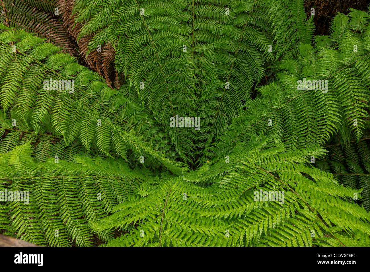 Fronds of Soft tree fern, Dicksonia antarctica, in Melba Gully, temperate rain forest, Victoria. Stock Photo