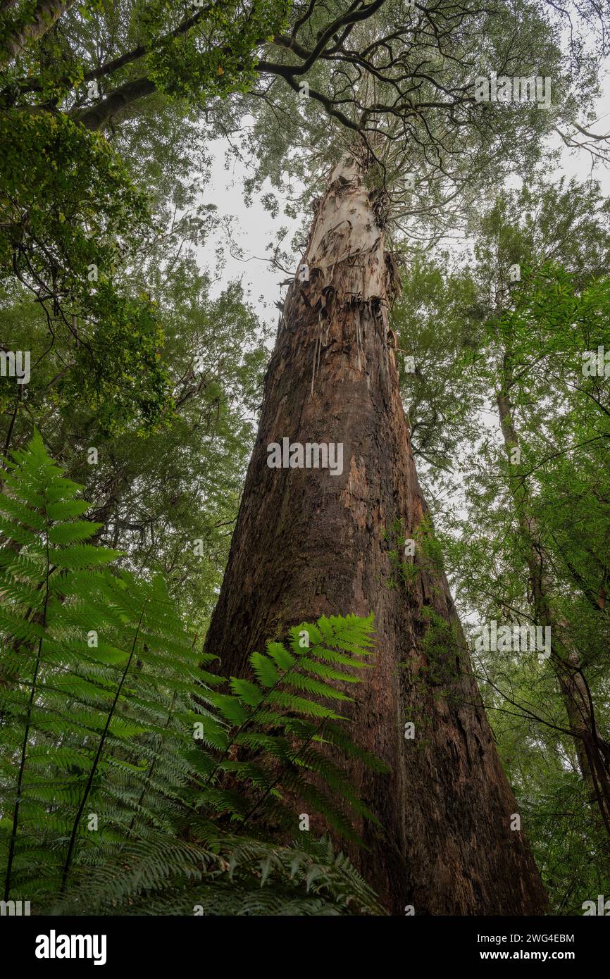 Mountain ash, Eucalyptus regnans, in rain forest - the tallest flowering plant known. In temperate rain forest, Victoria, Australia. Stock Photo