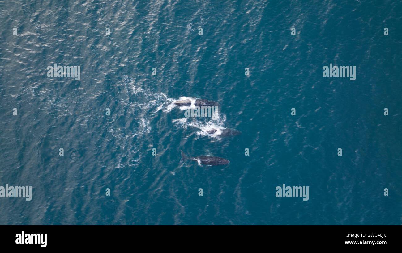 Whales breaching water ocean hi-res stock photography and images - Alamy
