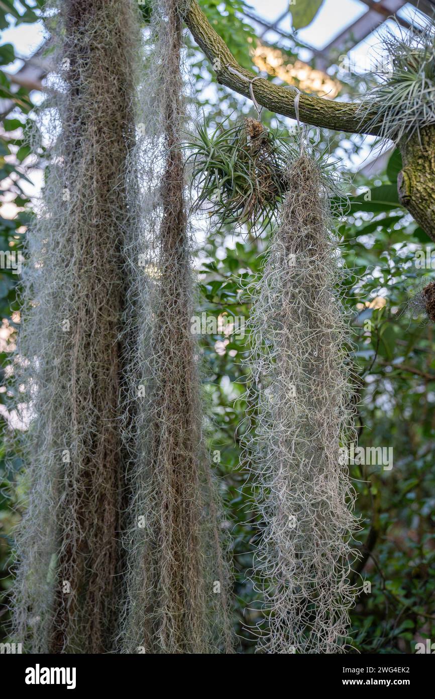 Tillandsia usneoides bromelia hi-res stock photography and images - Alamy