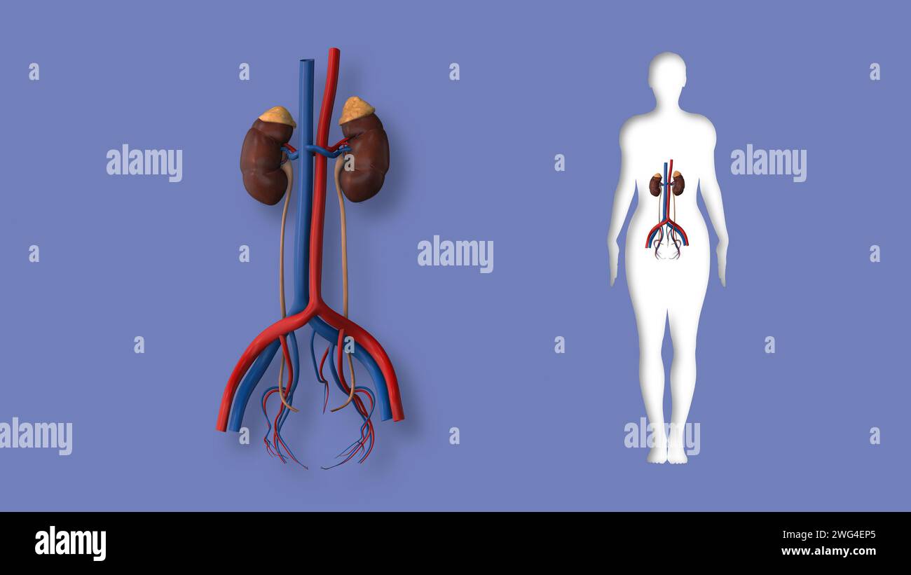 Animation of the Female kidney system Stock Photo