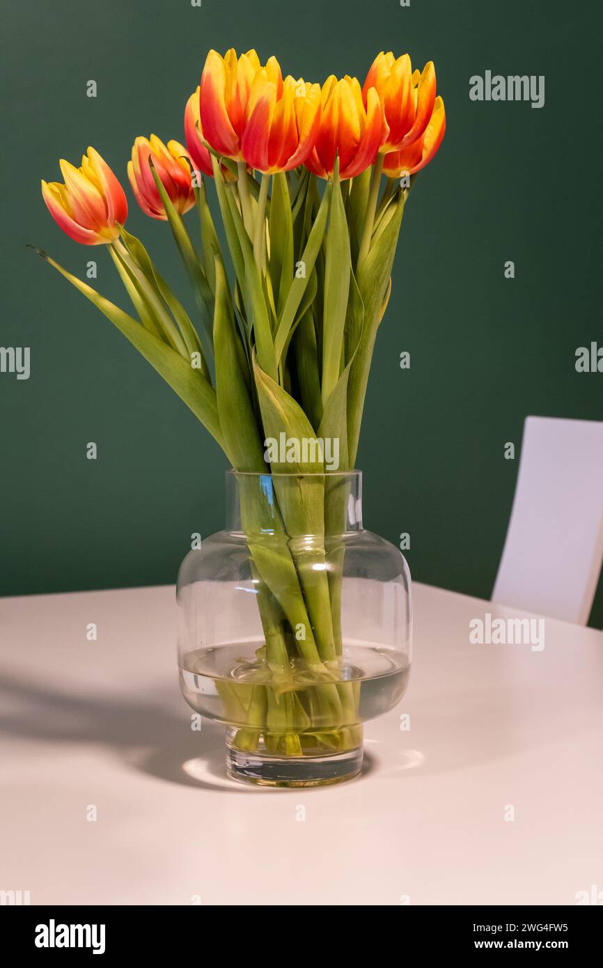 colorful blooming tulips set on a table Stock Photo - Alamy