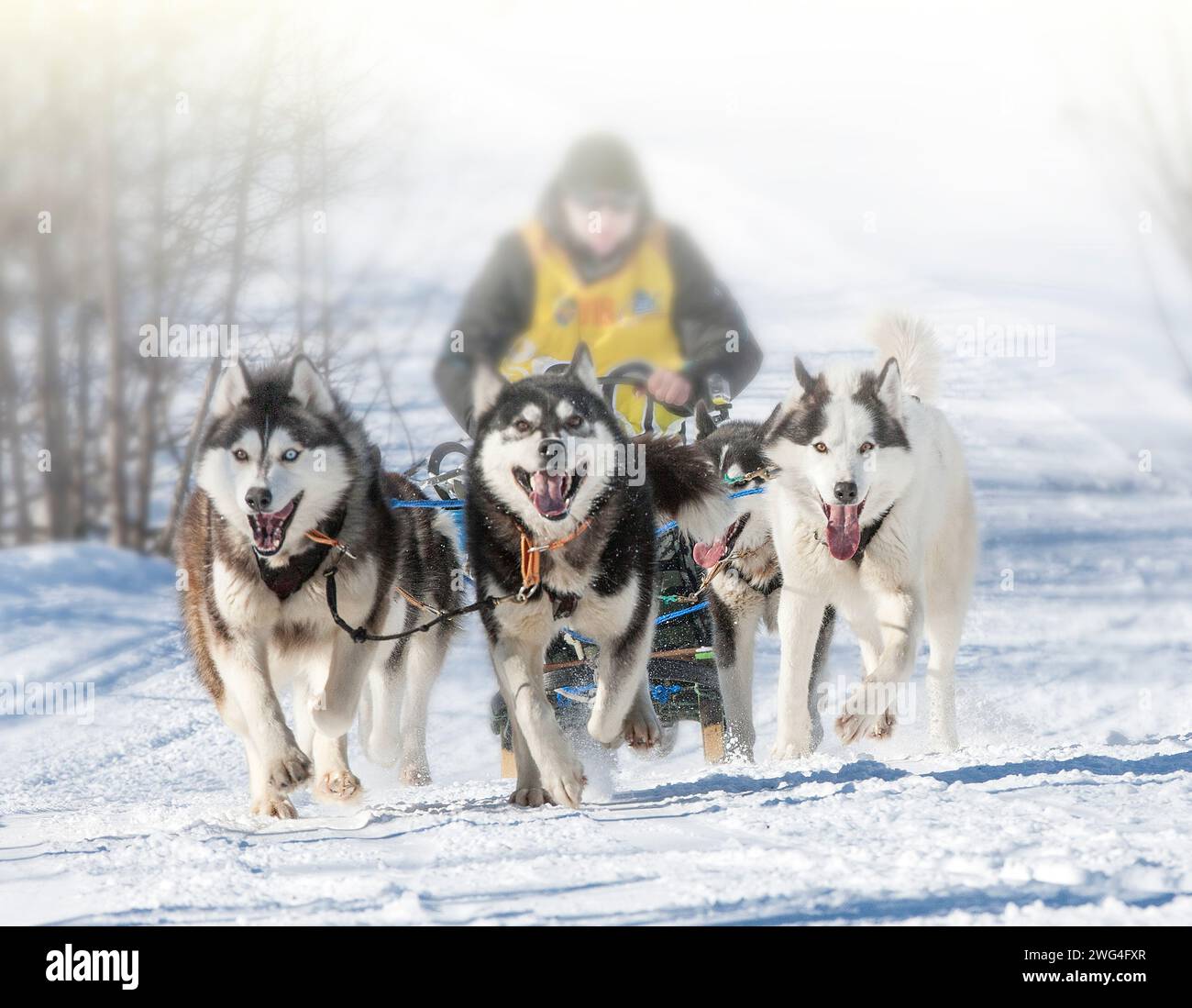 The raditional Kamchatka Dog Sledge Race Elizovsky sprint Stock Photo ...