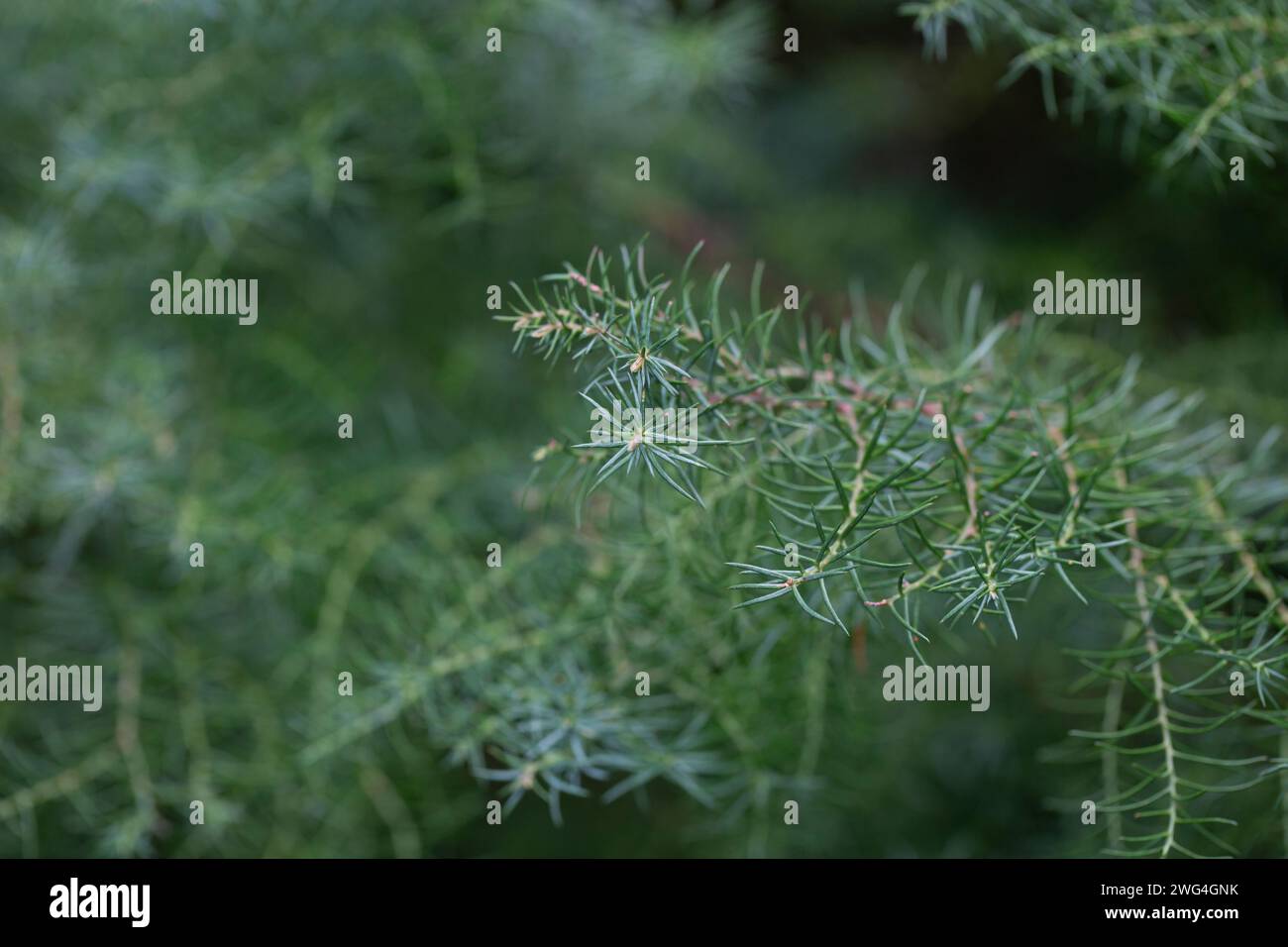 The cryptomeria japonica cristata is a Japanese cedar with a typical roostercomb. Detail, Natural coniferous green background, selective focus Stock Photo