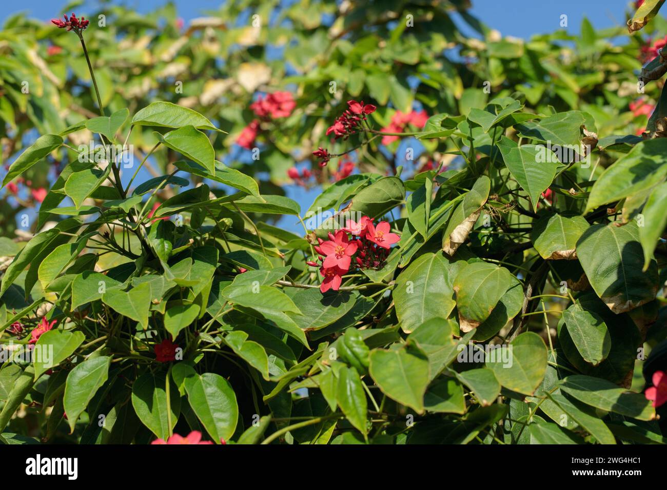 Peregrina bush (Jatropha integerrima). General habit of the plant. Stock Photo