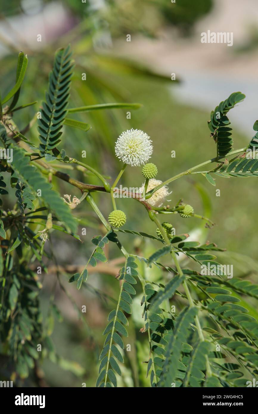 Inflorescence of a leadtree (Leucaena leucocephala). Stock Photo