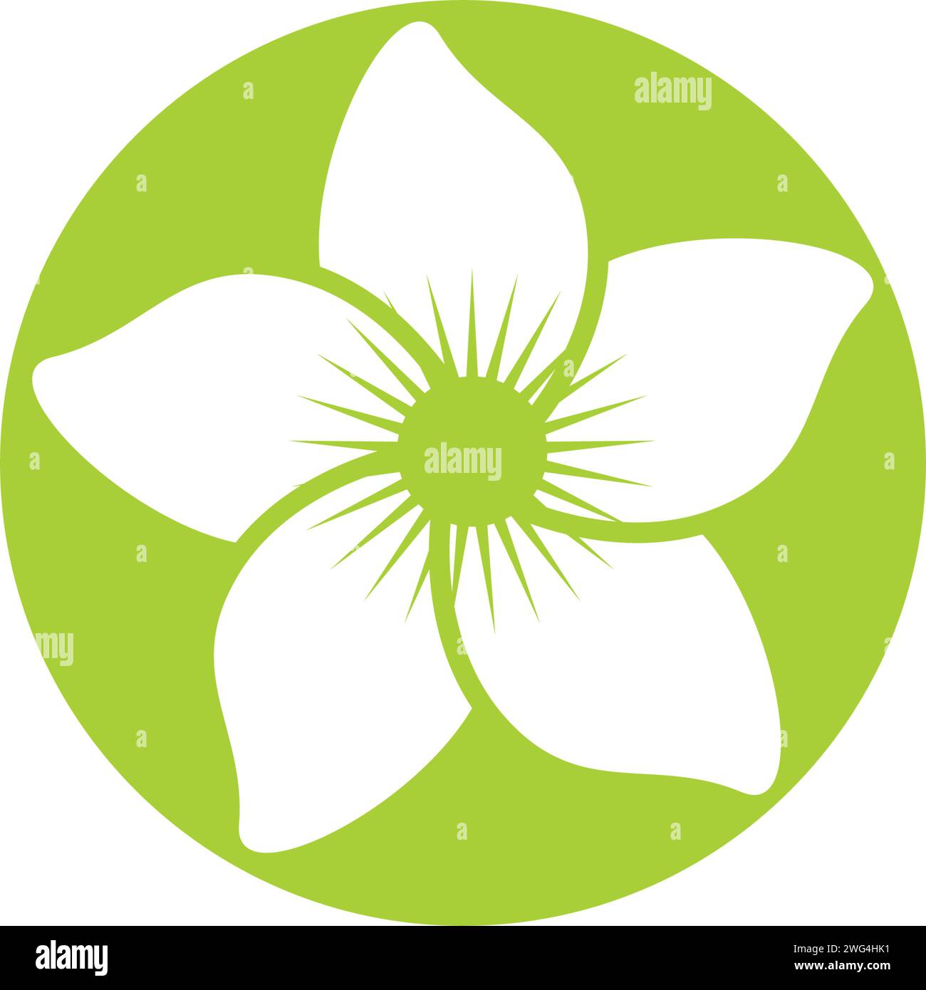 Jasmine flower illustration Stock Vector Images - Alamy