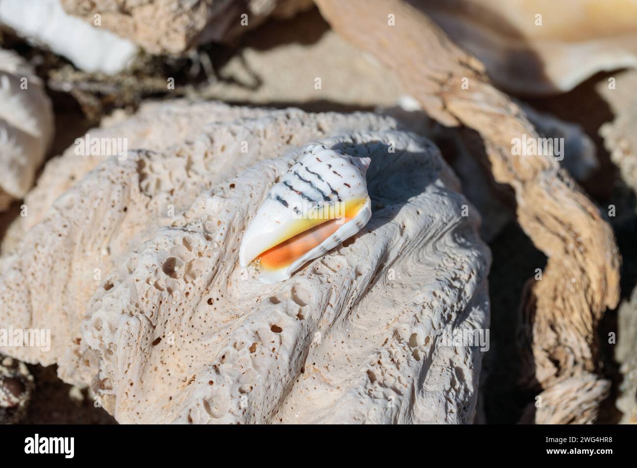 Beautiful shell of a cone snail Stock Photo - Alamy