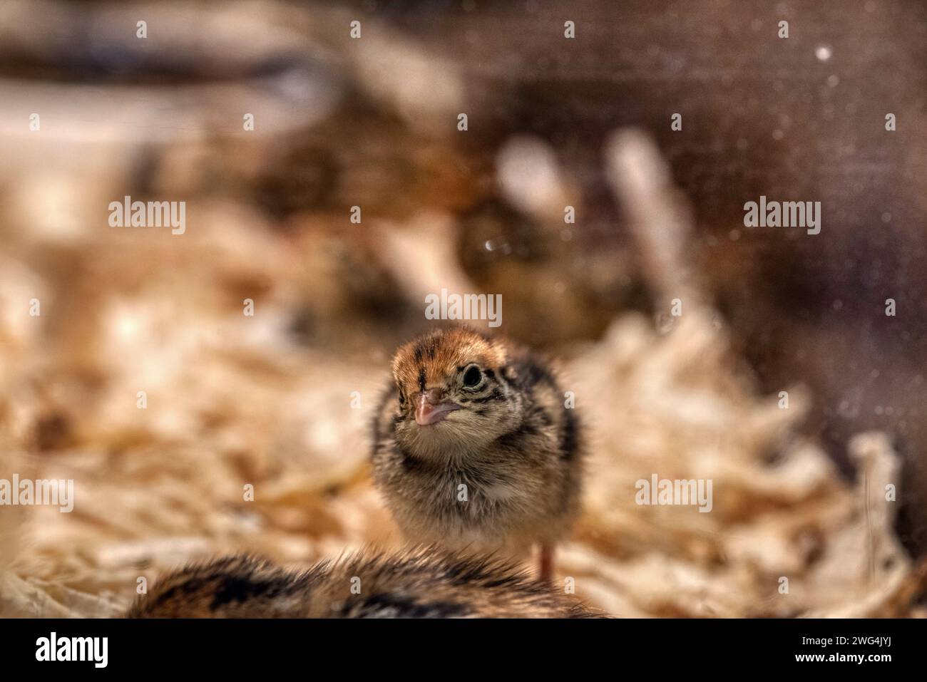 Bobwhite Quail chick (Colinus Virginianus). ZOO Ljubljana Stock Photo