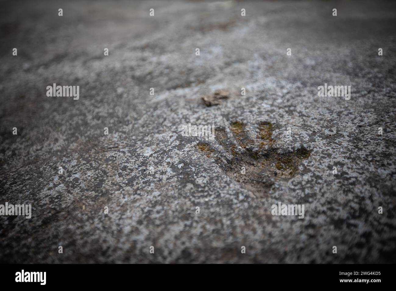 A monkey footprint in the cement at the Wat Tham Pla Temple. Wat Tham Pla (Cave Fish Temple) is also referred to as the 'Monkey Temple' for Thai locals, located 16 kilometers from Mae Sai, the northernmost city of Thailand. Stock Photo