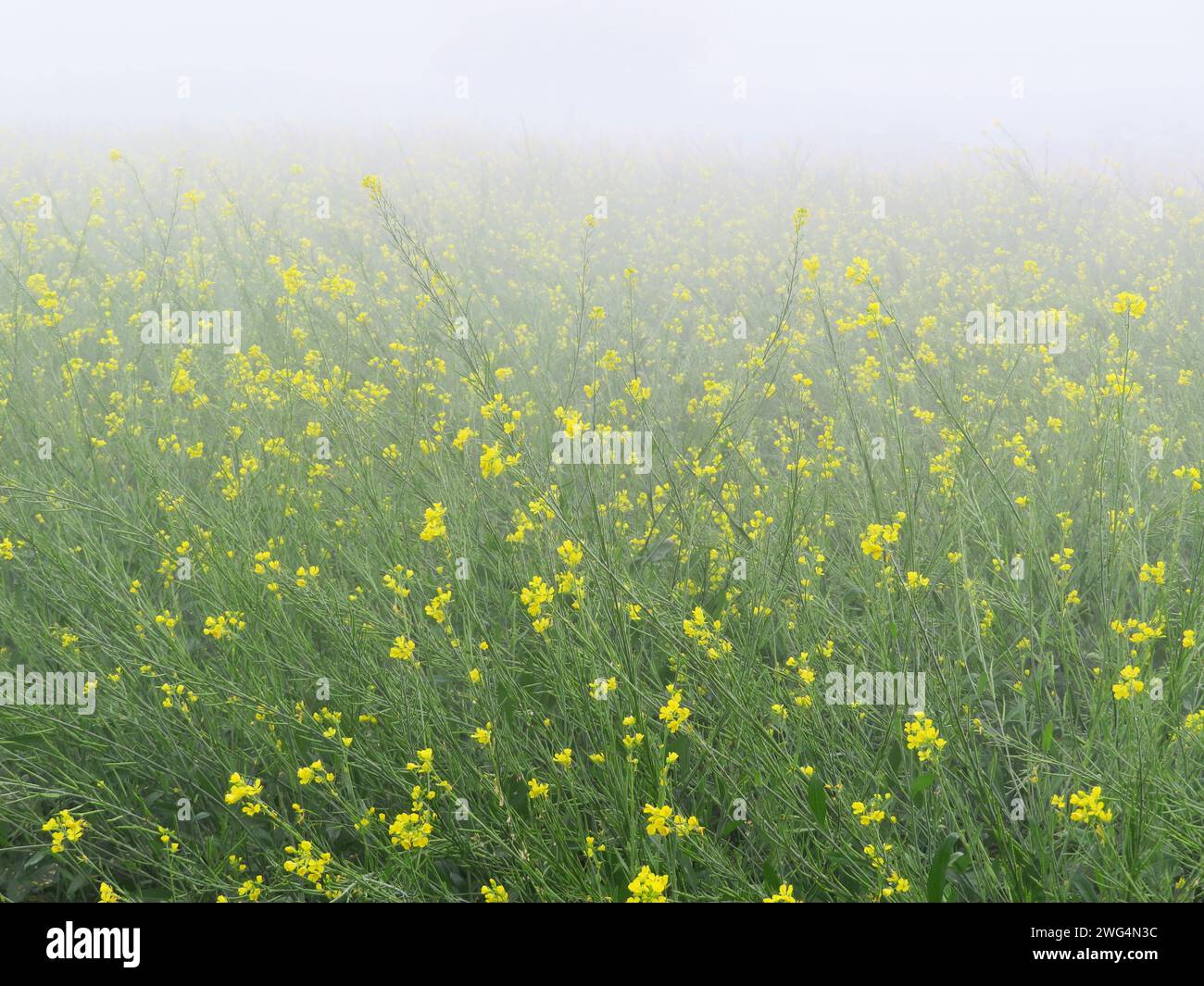 A different image of a field of mustard flowers or plants on a foggy misty day. A winter crop of mustard with fog background. Stock Photo