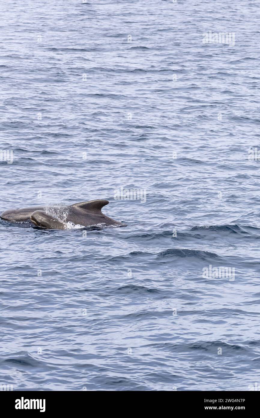 In the tranquil waters near Andenes, a long-finned pilot whale calf stays close to its mother, showcasing the gentle family bonds of these marine Stock Photo