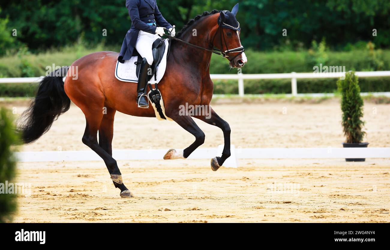 Even Rider Horse dressage horse in a tournament, sporting event. Rider in tailcoat ...
