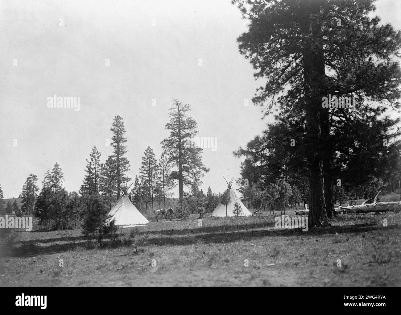 A mountain camp-Yakima, c1910. Camp among tall, sparse pine trees ...