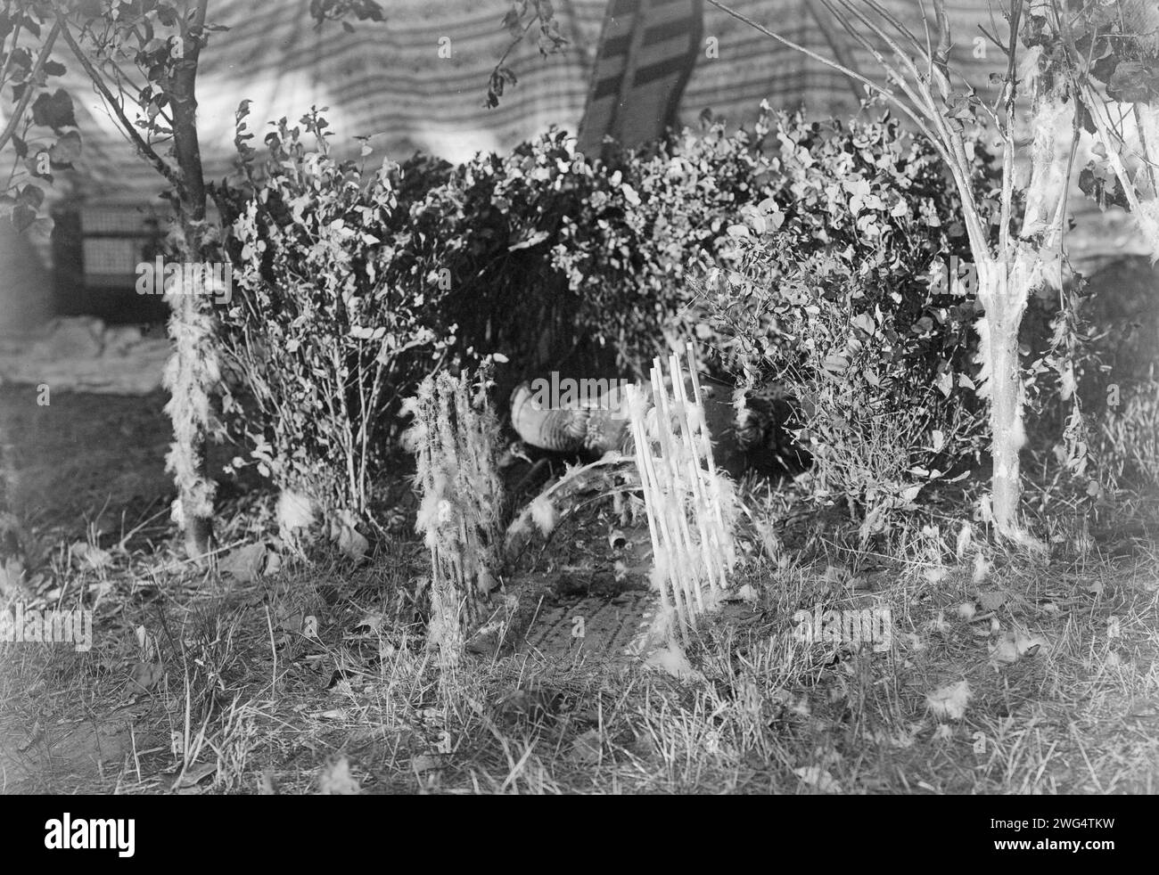 The altar, c1910. Cheyenne altar inside tent, with buffalo skull on ground surrounded by boughs and sticks with feathers; additional sticks and feathers are lined up on both sides of pattern drawn on ground. Stock Photo
