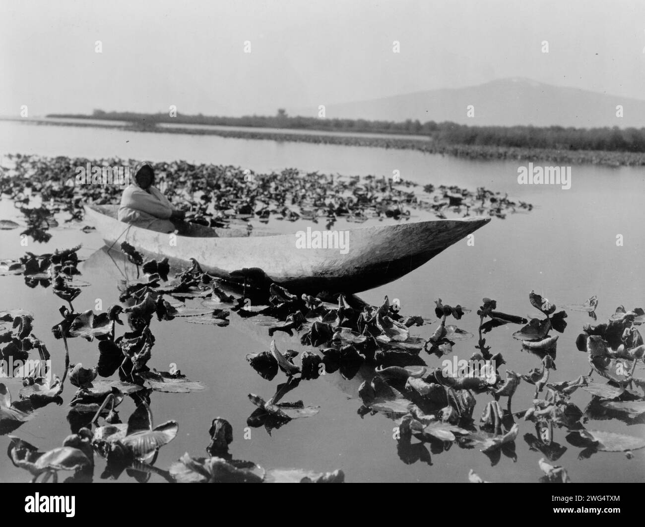 The wokas season-Klamath, c1923. Photograph shows a Klamath woman in a dugout canoe resting in a field of wokas, or great yellow water lilies (nymphaea polysepala) used as food, probably in the Klamath Basin area of Oregon. Stock Photo