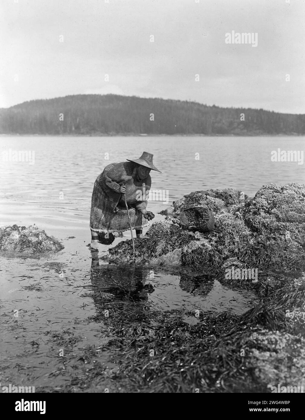 Gathering abalones-Nakoaktok, c1910. Kwakiutl woman gathering abalones, Washington. Stock Photo
