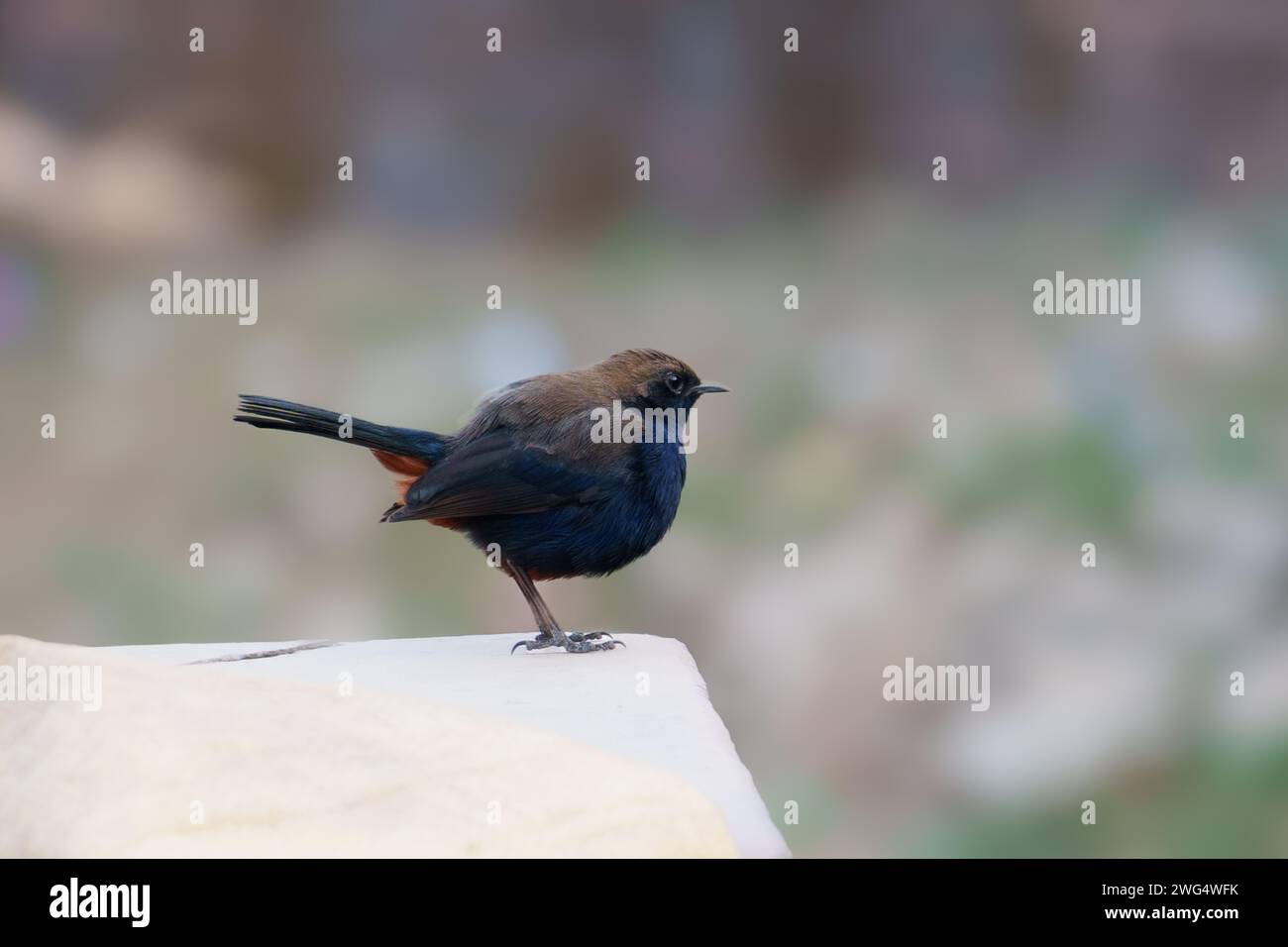 Indian Robin Bird's Closeup Photos Stock Photo