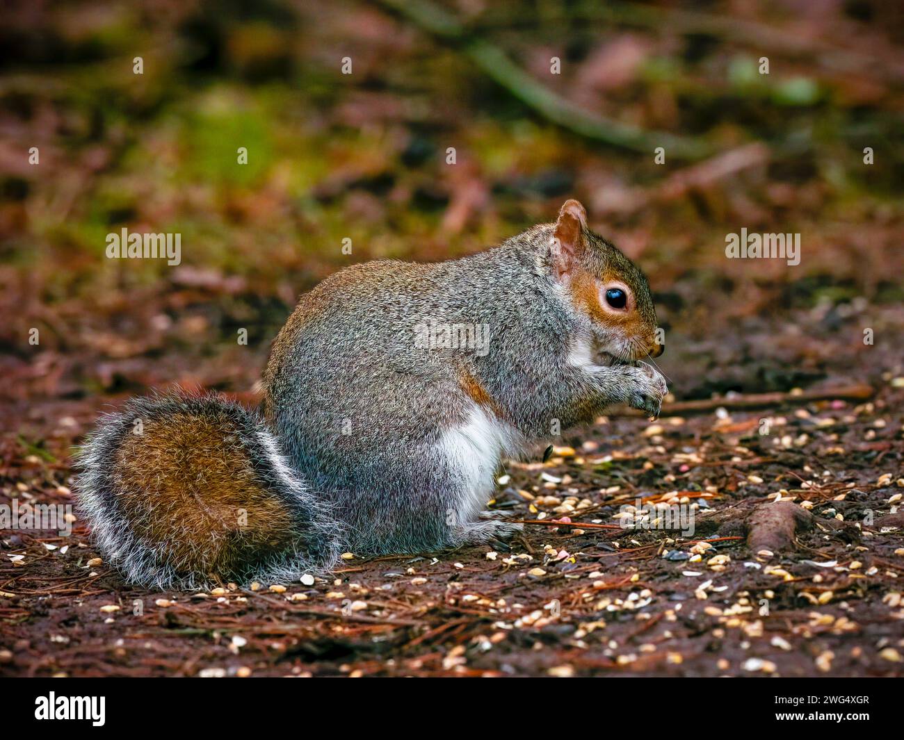 A cute Grey Squirrel, (Sciurus carolinensis), sitting on it's haunches and eating Stock Photo